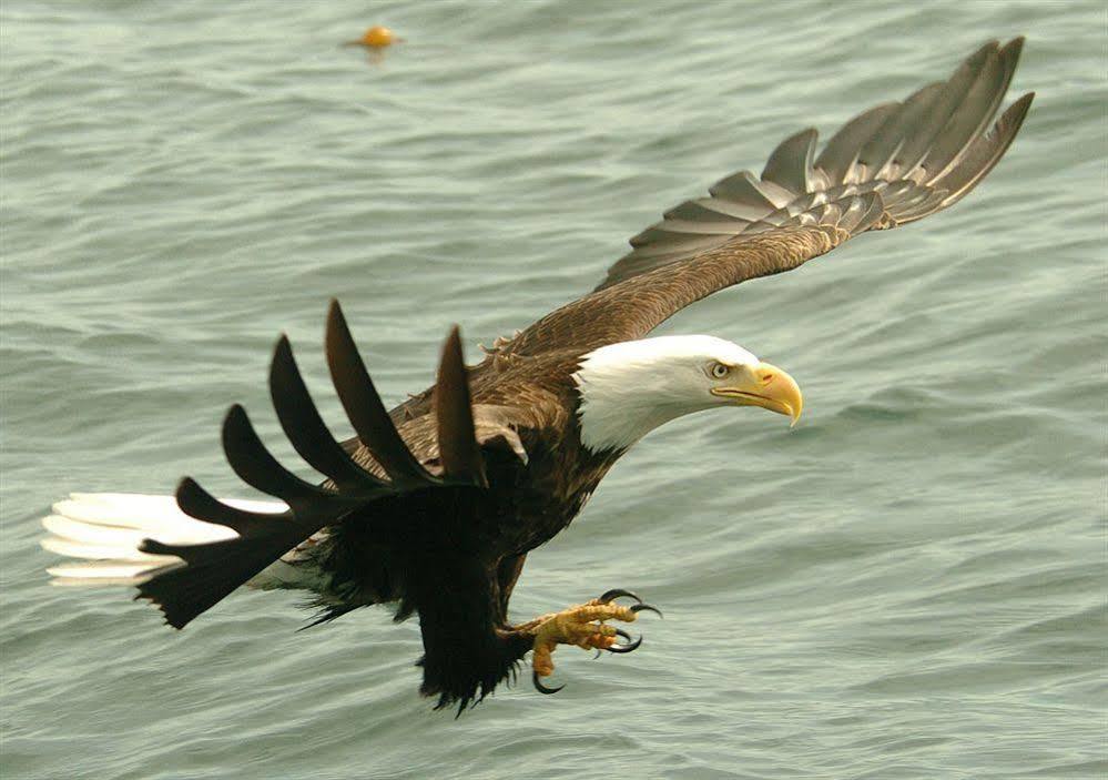 Eagle Nook Resort Уклуелет Екстериор снимка